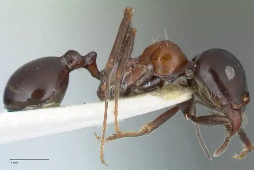 Messor marocanus specimen FOCOL1245 image focol1245_4