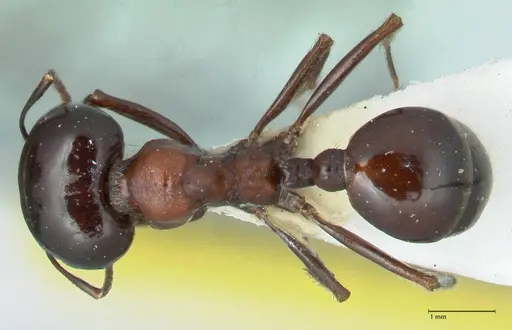 Messor marocanus specimen FOCOL1246 image focol1246_1