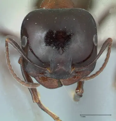 Messor marocanus specimen FOCOL1246 image focol1246_2