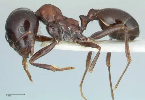 Messor marocanus specimen FOCOL1246 image focol1246_3