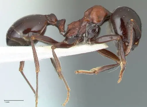 Messor marocanus specimen FOCOL1246 image focol1246_4