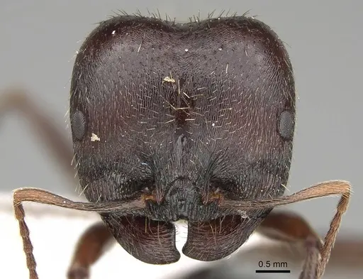Messor mcarthuri specimen CASENT0922405 image casent0922405_2