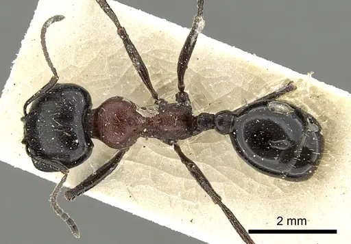 Messor medioruber specimen CASENT0249827 image casent0249827_1
