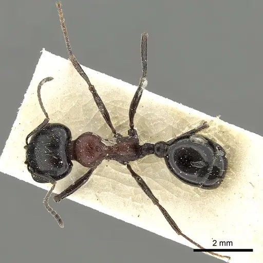 Messor medioruber specimen CASENT0249827 image casent0249827_2