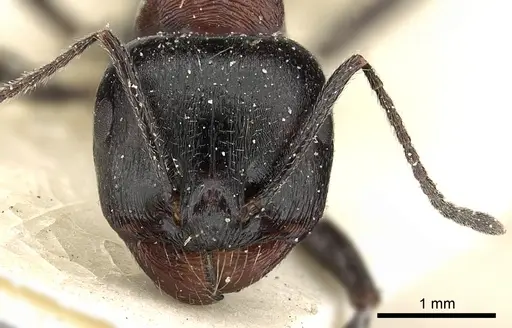 Messor medioruber specimen CASENT0249827 image casent0249827_3