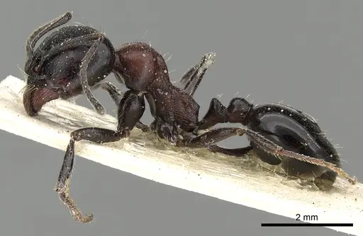 Messor medioruber specimen CASENT0249827 image casent0249827_4