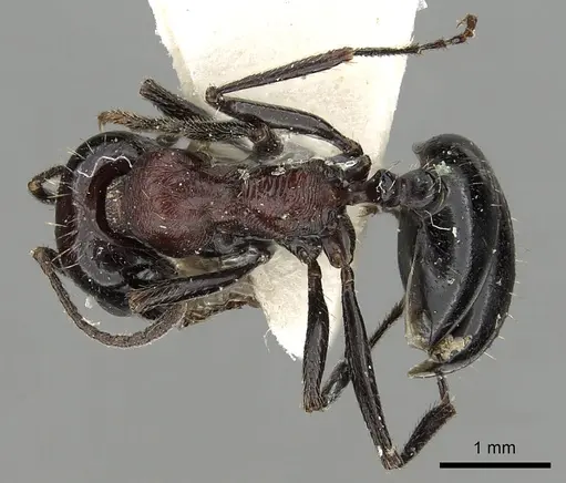 Messor medioruber specimen CASENT0249828 image casent0249828_1
