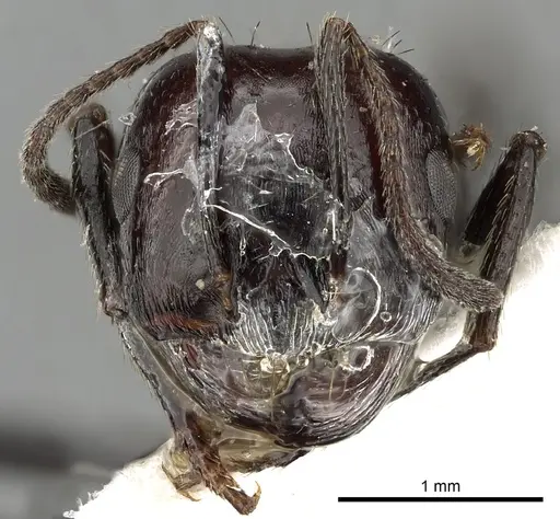 Messor medioruber specimen CASENT0249828 image casent0249828_2