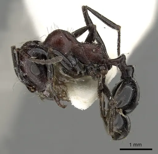 Messor medioruber specimen CASENT0249828 image casent0249828_3