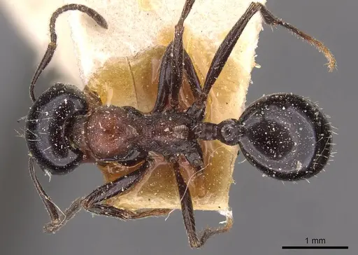 Messor medioruber specimen CASENT0907723 image casent0907723_1