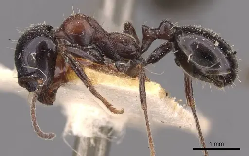 Messor medioruber specimen CASENT0907723 image casent0907723_3