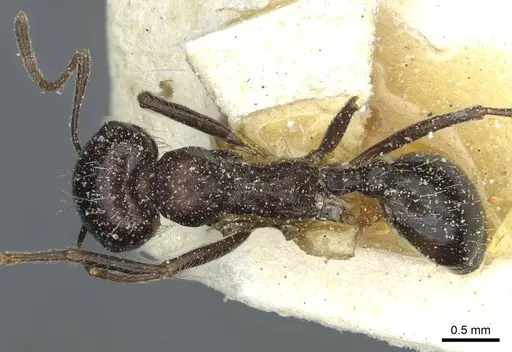Messor medioruber specimen CASENT0913192 image casent0913192_1