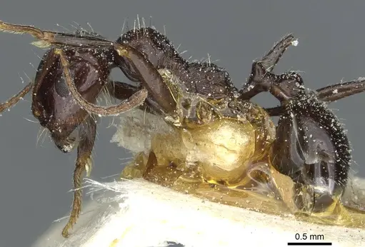 Messor medioruber specimen CASENT0913192 image casent0913192_3