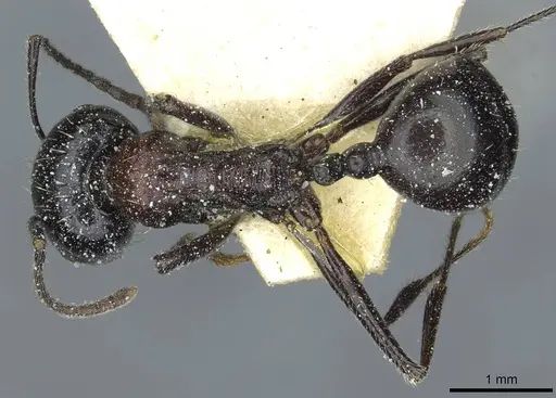 Messor medioruber specimen CASENT0913194 image casent0913194_1