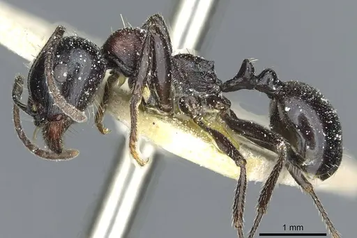 Messor medioruber specimen CASENT0913194 image casent0913194_3