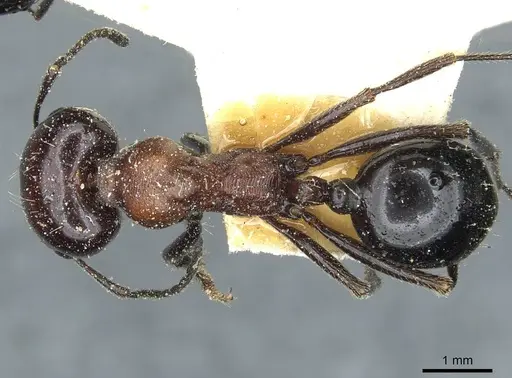 Messor medioruber specimen CASENT0913196 image casent0913196_1