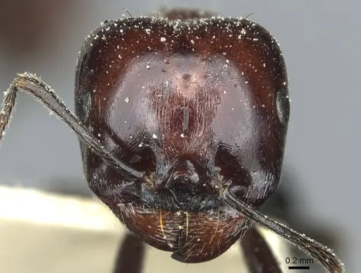 Messor medioruber specimen CASENT0913196 image casent0913196_2