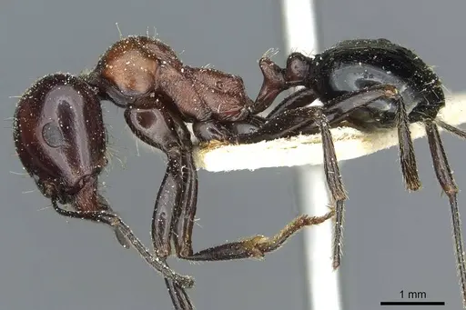 Messor medioruber specimen CASENT0913196 image casent0913196_3