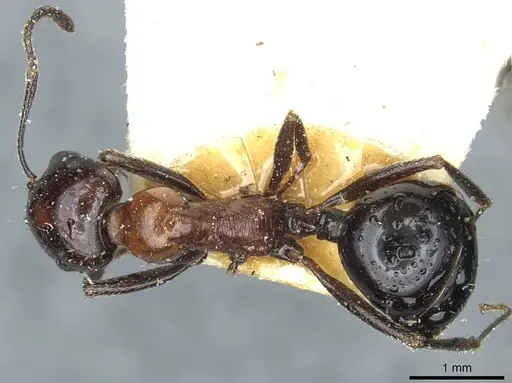 Messor medioruber specimen CASENT0913197 image casent0913197_1