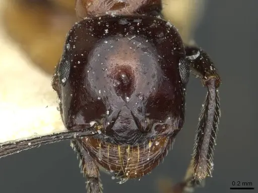 Messor medioruber specimen CASENT0913197 image casent0913197_2