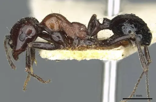 Messor medioruber specimen CASENT0913197 image casent0913197_3