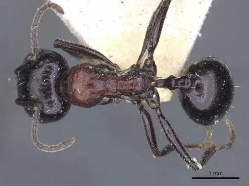 Messor medioruber specimen CASENT0916944 image casent0916944_1
