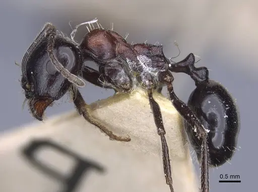 Messor medioruber specimen CASENT0916944 image casent0916944_3