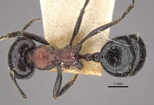 Messor medioruber specimen CASENT0917758 image casent0917758_1