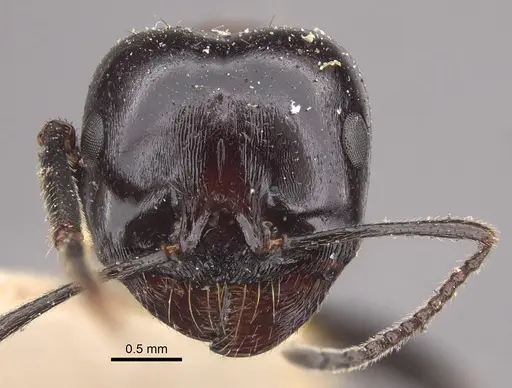 Messor medioruber specimen CASENT0917758 image casent0917758_3