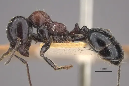 Messor medioruber specimen CASENT0917758 image casent0917758_4