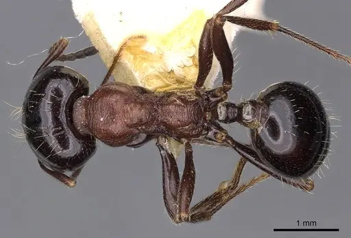 Messor mediosanguineus specimen CASENT0900484 image casent0900484_1