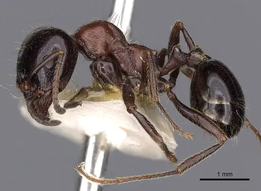 Messor mediosanguineus specimen CASENT0900484 image casent0900484_3