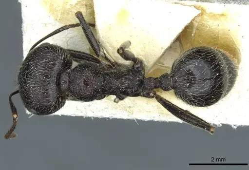 Messor melancholicus specimen CASENT0913198 image casent0913198_1
