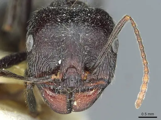 Messor melancholicus specimen CASENT0913198 image casent0913198_2