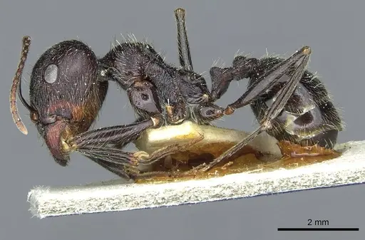 Messor melancholicus specimen CASENT0913198 image casent0913198_3