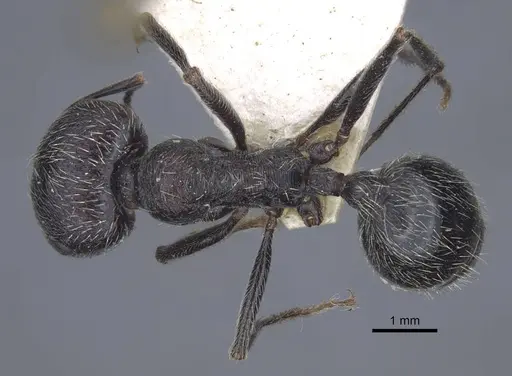 Messor melancholicus specimen CASENT0916943 image casent0916943_1