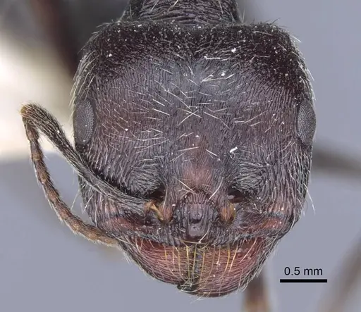 Messor melancholicus specimen CASENT0916943 image casent0916943_2