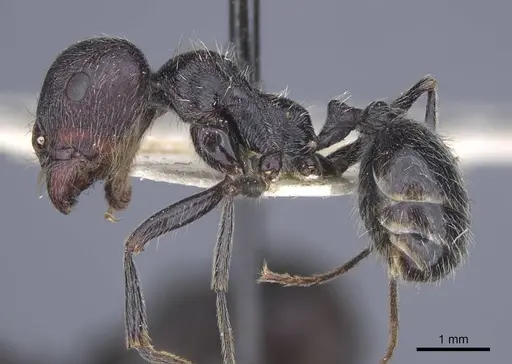 Messor melancholicus specimen CASENT0916943 image casent0916943_3