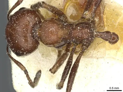 Messor minor specimen CASENT0913199 image casent0913199_1