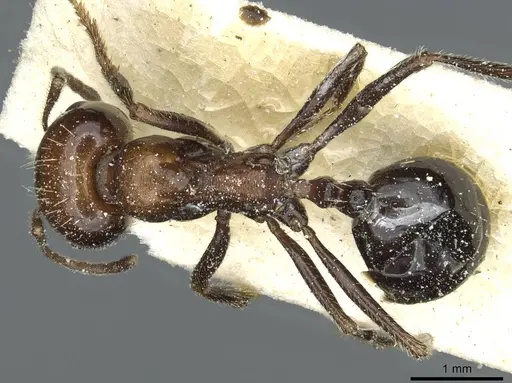 Messor minor specimen CASENT0913200 image casent0913200_1