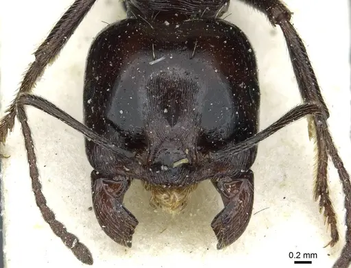 Messor minor specimen CASENT0913201 image casent0913201_2