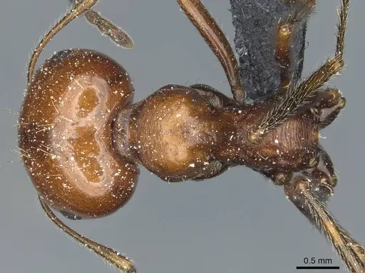 Messor minor specimen CASENT0913202 image casent0913202_1