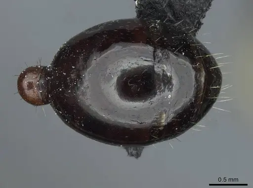 Messor minor specimen CASENT0913202 image casent0913202_2