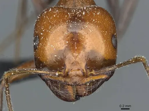 Messor minor specimen CASENT0913202 image casent0913202_3