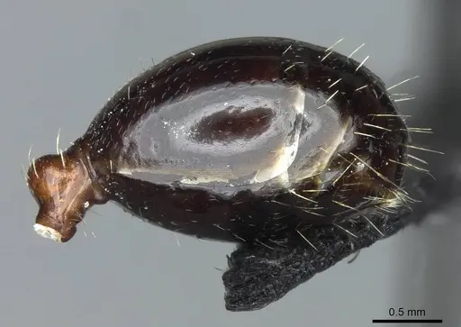 Messor minor specimen CASENT0913202 image casent0913202_5