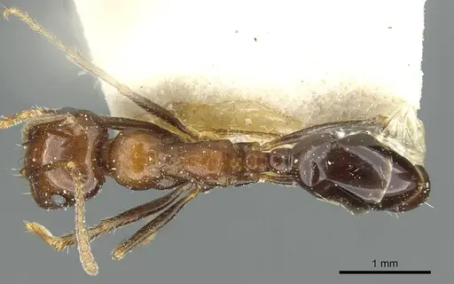 Messor minor specimen CASENT0913203 image casent0913203_1