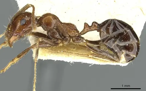 Messor minor specimen CASENT0913203 image casent0913203_3
