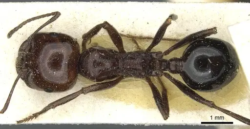 Messor minor specimen CASENT0913204 image casent0913204_1