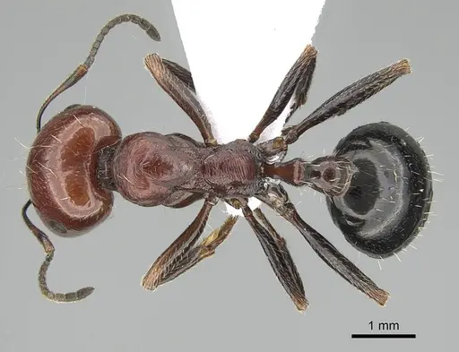 Messor minor specimen CASENT0914812 image casent0914812_1