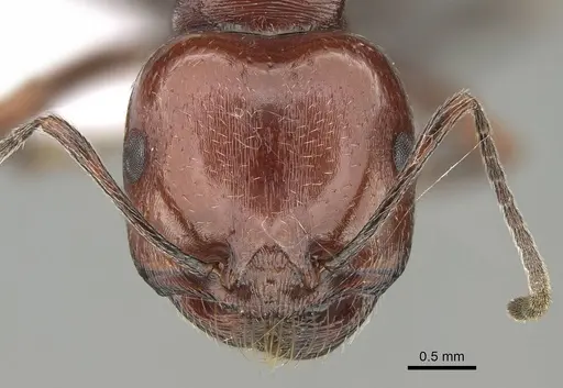 Messor minor specimen CASENT0914812 image casent0914812_2